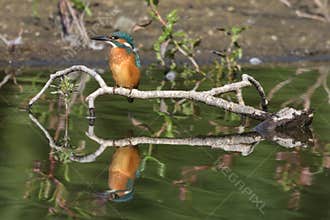 Common Kingfisher Alcedo atthis