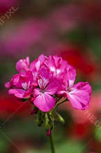 Geraniums