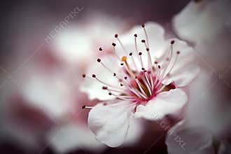 Cherry Blossom Macro I