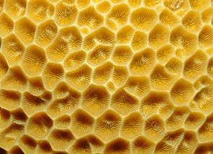 Orange cup coral, Balanophyllia elegans