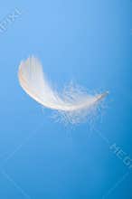 White feather in the blue sky