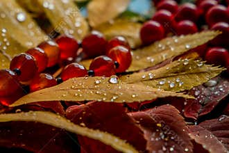 Beautiful composition of wet mountain ash leaves