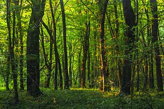 Sun beams through thick trees branches in dense green forest