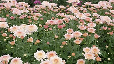 Chrysanthemums flower, sometimes called mums or chrysanths