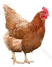 Beautiful Brown hen isolated on white background.