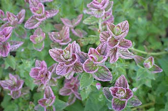 Purple Botanical Background - Plant Life