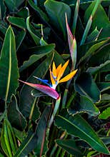 Bird of paradise flower with vibrant colors