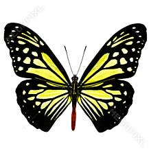 Beautiful pale yellow butterfly, Chocolate Tiger Parantica mela