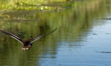 Wild duck flying on Danube Delta