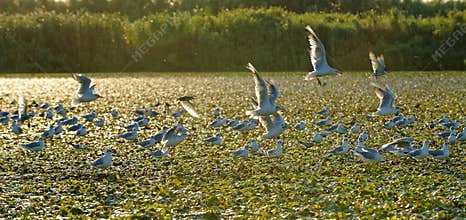 Colony of little gulls on Danube delta