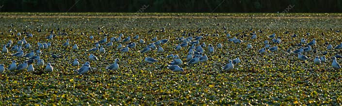 Gull colony at Danube Delta