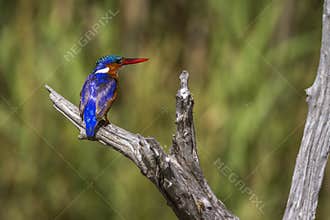 Malachite kingfisher in Kruger National park, South Africa