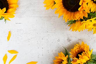 Sunflowers on white