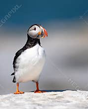 Atlantic Puffin off the Coast of Maine