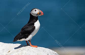 Atlantic Puffin off the Coast of Maine