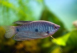Aquarium Fish - Blue Gourami
