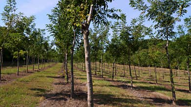 Fields, plantations of Forester`s unique hybrid nut, designed to produce valuable wood, rows of healthy nut trees in