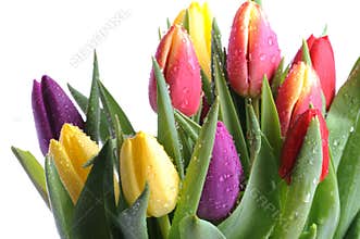 Bunch of tulips