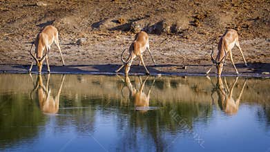 Common Impala in Kruger National park, South Africa