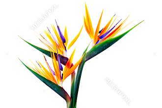 Tropical Blooms 3