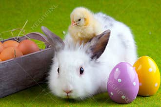 Young Chick and Rabbit