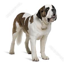 Side view of Saint Bernard, standing