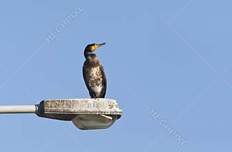 Aalscholver, Great Cormorant, Phalacrocorax carbo