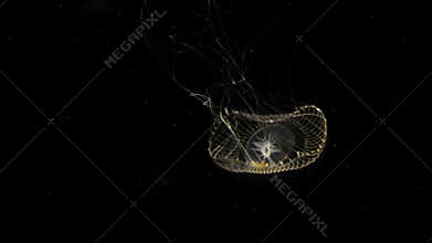 Crystal jelly swimming