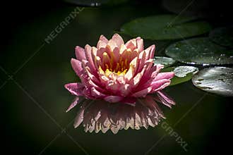 Beautiful pink water lily or lotus flower with petals with water drops or dew. Nymphaea Perrys Orange Sunset is reflected in the w