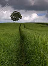 Among the Fields of Barley