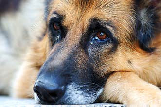 Sad german shepherd dog