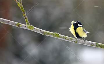 Great Tit (Parus major)
