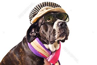 Cane corso dog
