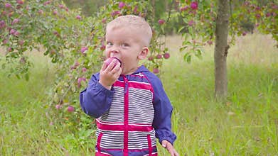 Adorable little preschool kid boy eating red apple on organic farm. Healthy food. Harvest