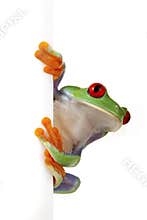 White Board Frog