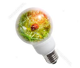 ladybird in a light bulb