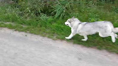 Husky running on road