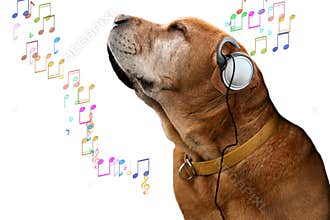 Music dog