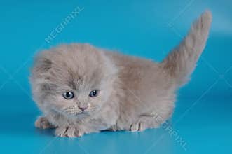 One month kitten