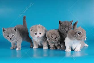 Group of kittens