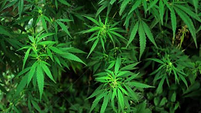 Close up of a green Cannabis leaf, tilt movement