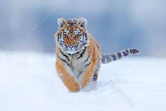 Tiger face running in snow. Amur tiger in wild winter nature. Action wildlife scene, dangerous animal. Cold winter in taiga, Russi