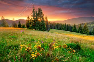 Morning landscape. Green meadow and colorful sky at the sunrise.