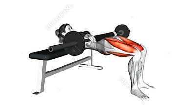 Barbell Hip Thrust exercise