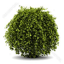 Common hornbeam bush isolated on white