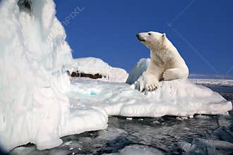 Polar bear
