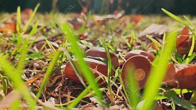 The acorns on the ground, yellow leafs lies on green grass, close view, autumn is in full swing, black tree trunks, sun