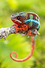Adult male Ambilobe Panther Chameleon Furcifer pardalis