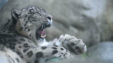 Snow leopard grooming