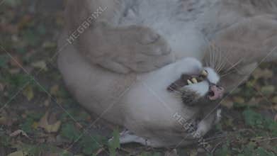 Beautiful Puma in autumn forest. American cougar - mountain lion. Wild cat walks in the forest, scene in the woods
